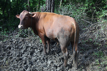 Image showing Cow grazing.