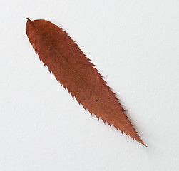 Image showing Comma symbol: alphabet and numbers with autumn brown red dry leaf on white background