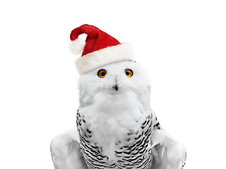 Image showing New year owl