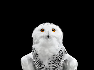 Image showing snowy owl 