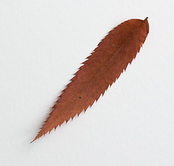 Image showing Comma symbol: alphabet and numbers with autumn brown red dry leaf on white background