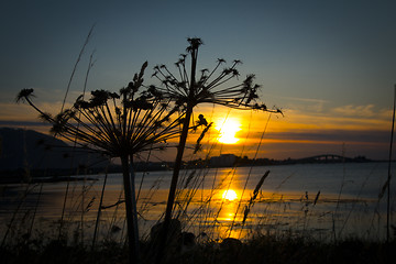 Image showing Sunset Flowers