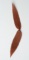 Image showing Bracket symbol: alphabet and numbers with autumn brown red dry leaf on white background