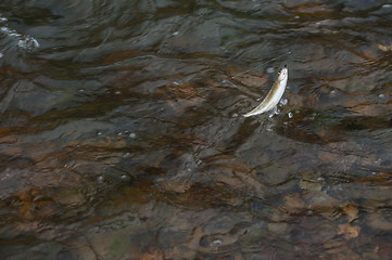 Image showing Caught grayling fish