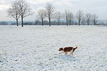 Image showing Young Welsh Springer Spaniel in the snow