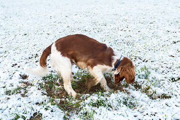 Image showing Young Welsh Springer Spaniel in the snow