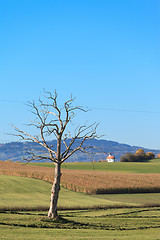 Image showing Old Tree