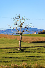 Image showing Old Tree