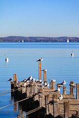 Image showing Seagulls on Ammersee