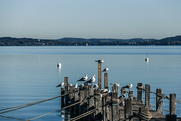 Image showing Seagulls on Ammersee