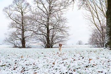 Image showing Young Welsh Springer Spaniel in the snow