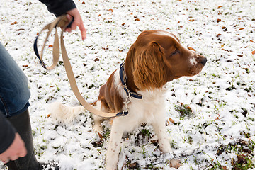 Image showing Young Welsh Springer Spaniel in the snow