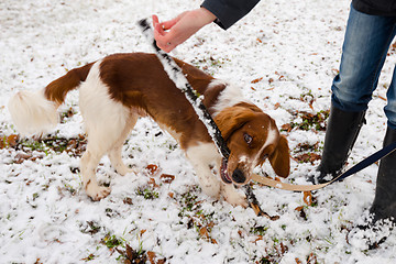 Image showing Young Welsh Springer Spaniel in the snow