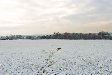 Image showing Young Welsh Springer Spaniel in the snow