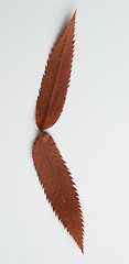 Image showing Bracket symbol: alphabet and numbers with autumn brown red dry leaf on white background