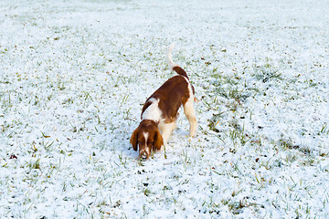 Image showing Young Welsh Springer Spaniel in the snow