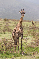 Image showing Giraffe in Amboseli national park, Kenya.