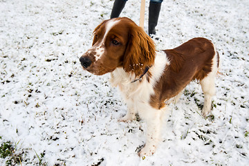 Image showing Young Welsh Springer Spaniel in the snow