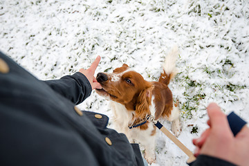 Image showing Young Welsh Springer Spaniel in the snow