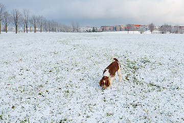 Image showing Young Welsh Springer Spaniel in the snow