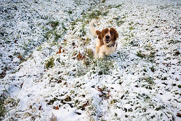 Image showing Young Welsh Springer Spaniel in the snow