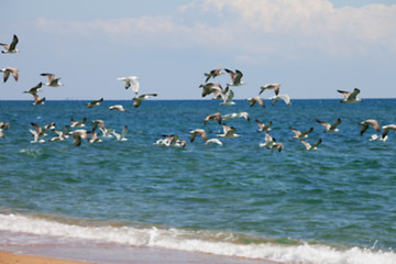 Image showing Blurred view of flock of seagulls flying over sea at sun summer 