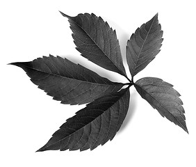 Image showing Black and white grapes leaf