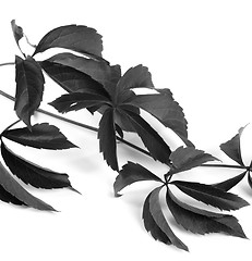 Image showing Black and white branch of grapes leaves (Parthenocissus quinquef