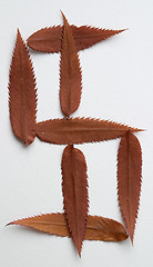 Image showing Dollar symbol: alphabet and numbers with autumn brown red dry leaf on white background