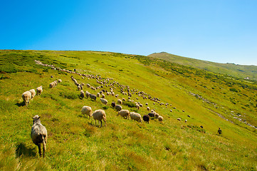 Image showing Herd of sheeps in mountians