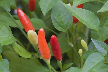 Image showing Colorful Chilli Peppers