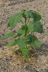 Image showing One Paulownia Plant