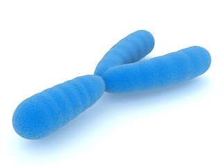 Image showing Y chromosome