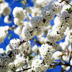 Image showing Blossom Cherry Tree