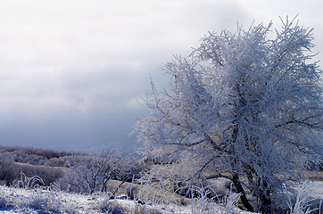 Image showing Winter Frozen Tree