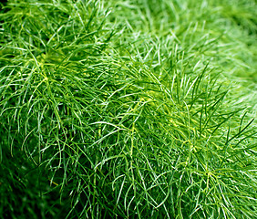 Image showing Fluffy Dill Background