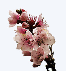 Image showing Pink Cherry Blossom