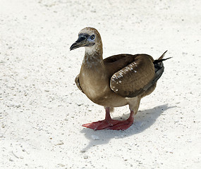 Image showing Red-Footed Booby