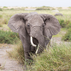 Image showing Wild elephant in Amboseli National Park, Kenya.