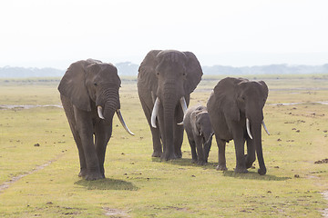 Image showing Herd of wild elephants in Amboseli National Park, Kenya.