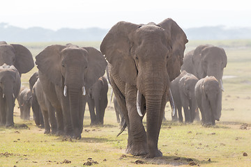 Image showing Herd of wild elephants in Amboseli National Park, Kenya.