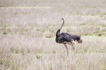 Image showing Wild ostrich in Ngorongoro crater, Tanzania.