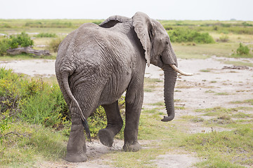 Image showing Wild elephant in Amboseli National Park, Kenya.