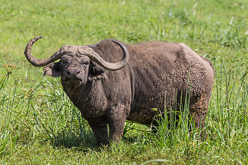 Image showing Large male African buffalo, Syncerus caffer, grazing.