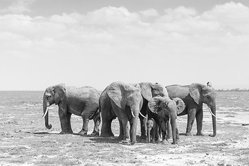 Image showing Herd of wild elephants in Amboseli National Park, Kemya.