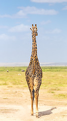 Image showing Solitary giraffe in Amboseli national park, Kenya.