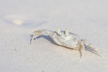 Image showing Horned Ghost Crab, Ocypode ceratophthalmus on a snow white beach sand.