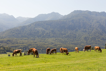 Image showing Livestock on meadow abowe Bohinj lake in slovenian alps with mountains in the background.