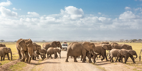 Image showing Herd of big wild elephants crossing dirt roadi in Amboseli national park, Kenya.