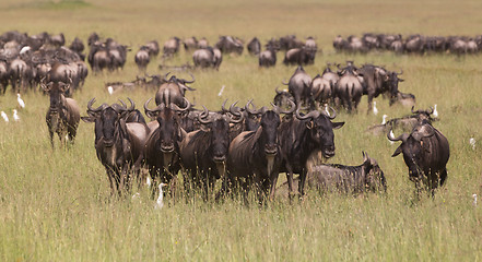 Image showing Wildebeests grazing in Serengeti National Park in Tanzania, East Africa.